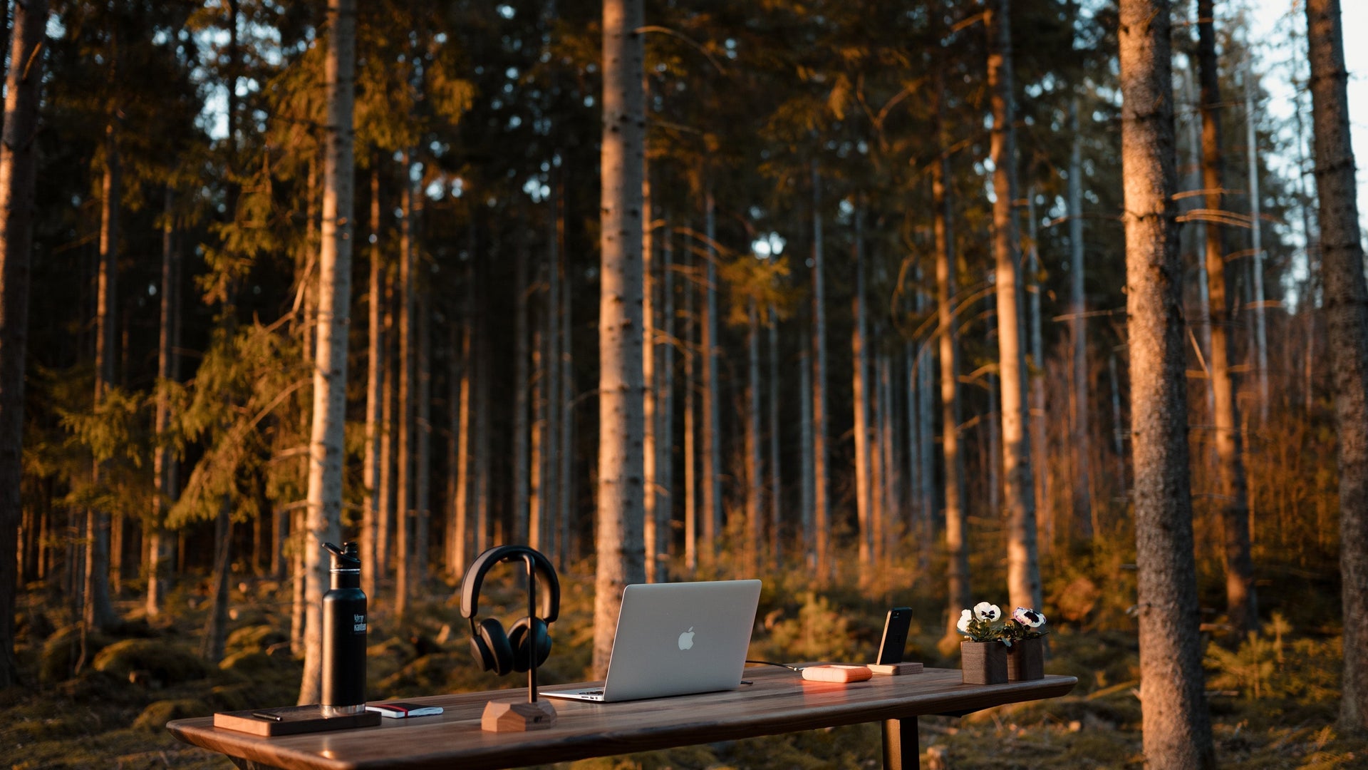 Back to nature: why turn your office into a relaxing oasis?